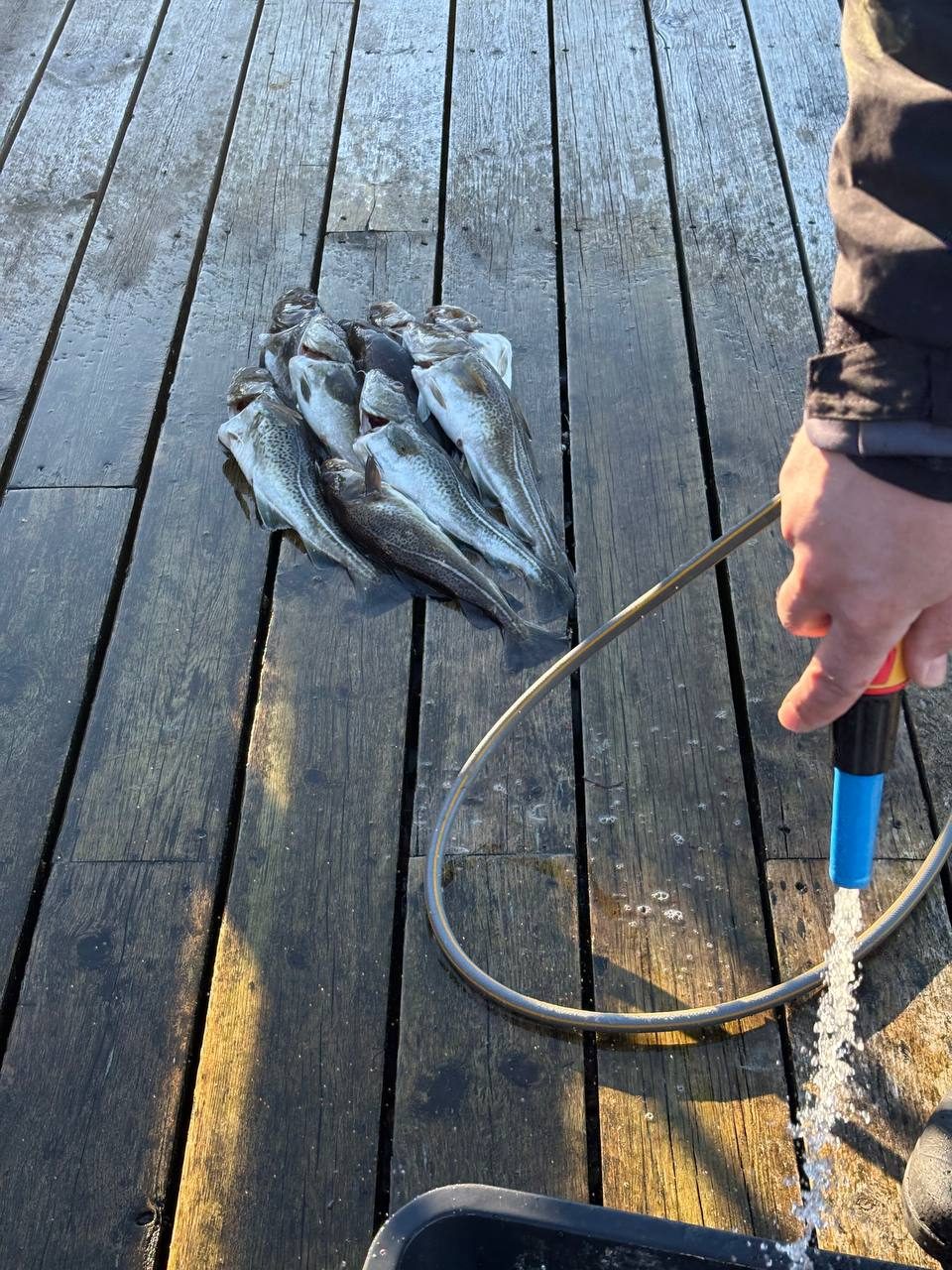 Hromada tresek na molu, oplachovaná vodou