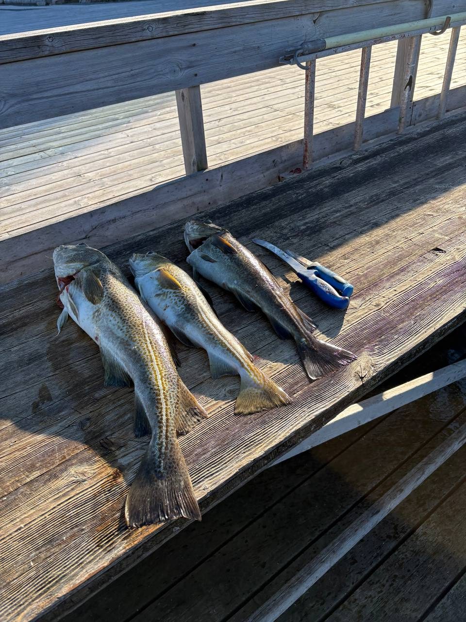 Vyčištěné tresky a filetovací nůž na dřevěné lavici