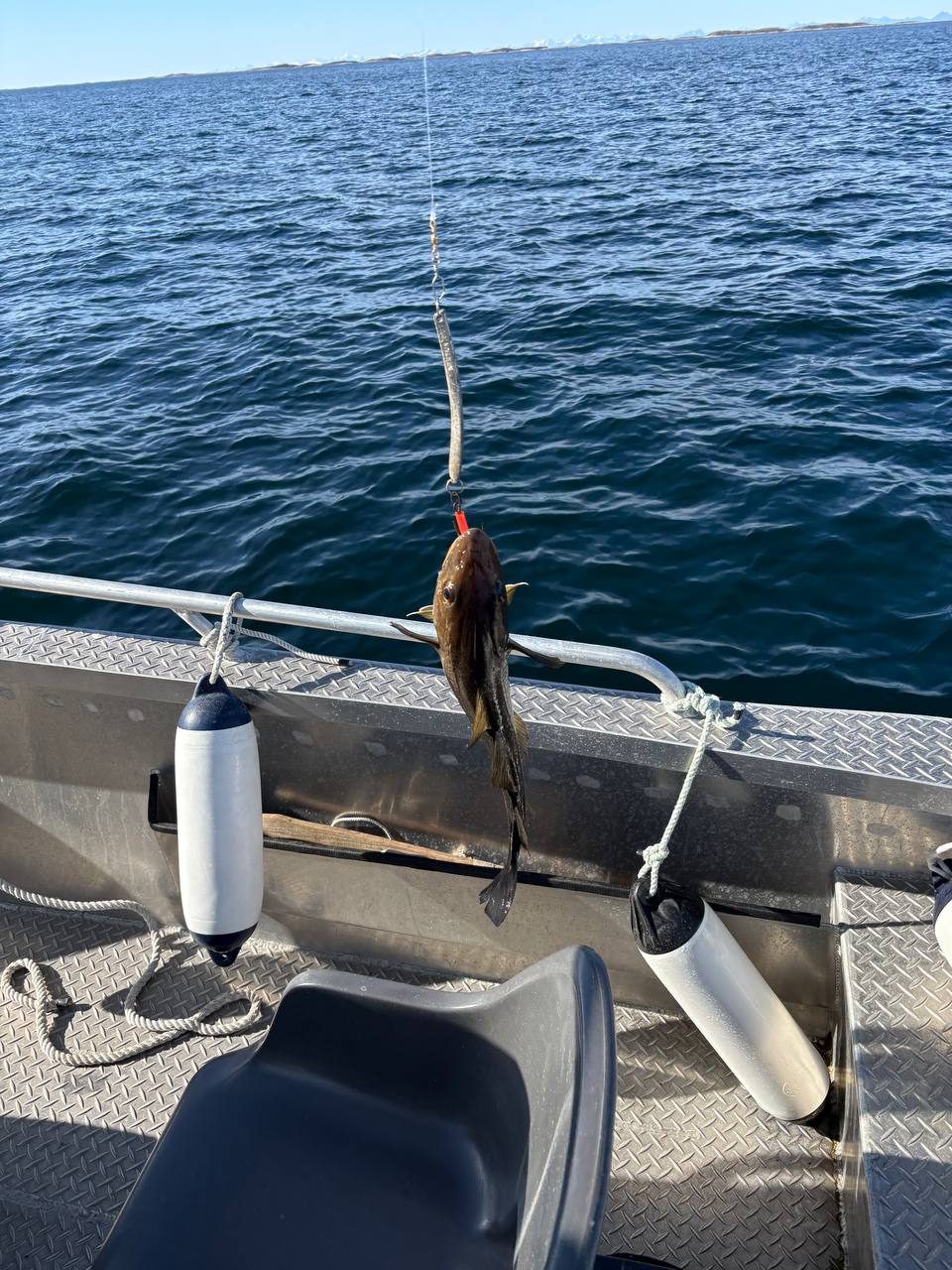 Malá treska na háčku