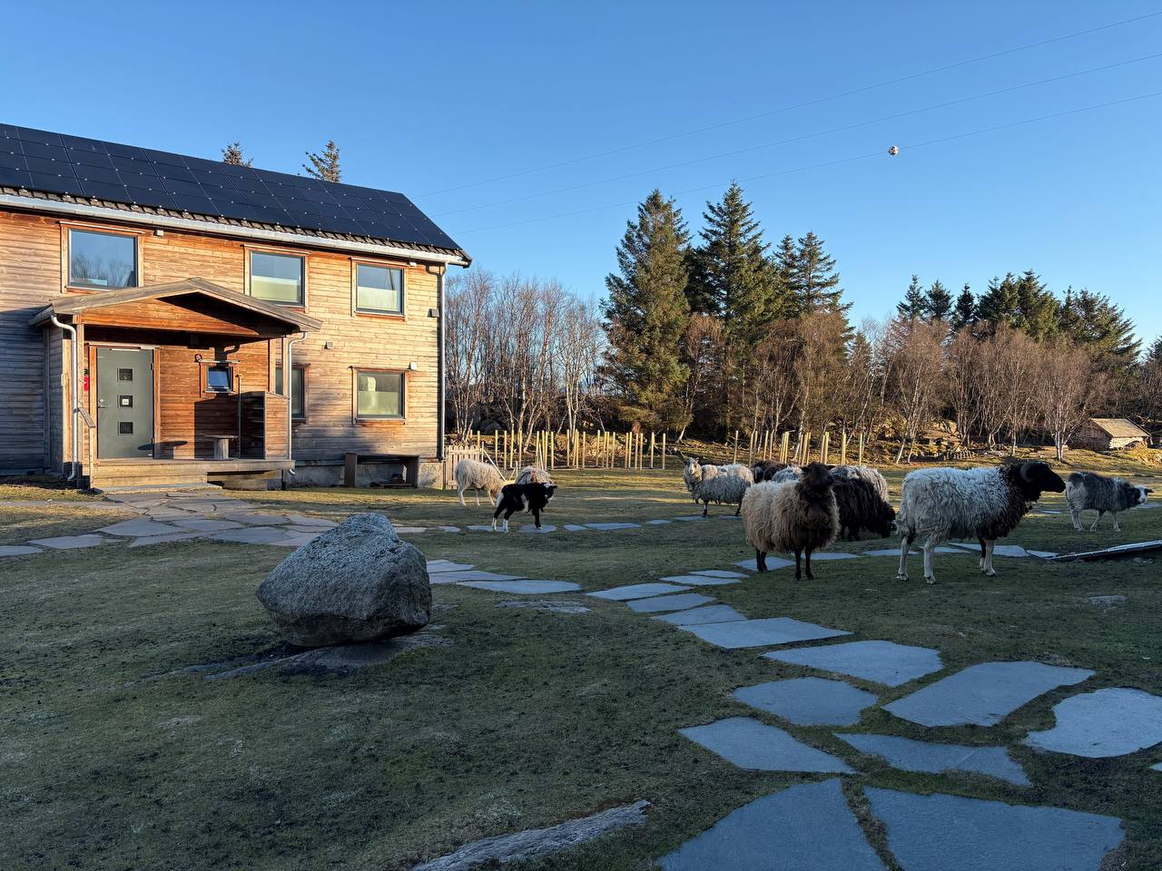 Pět ovcí na cestě před Darkovým dřevěným domem, vepředu beran s tmavými rohy