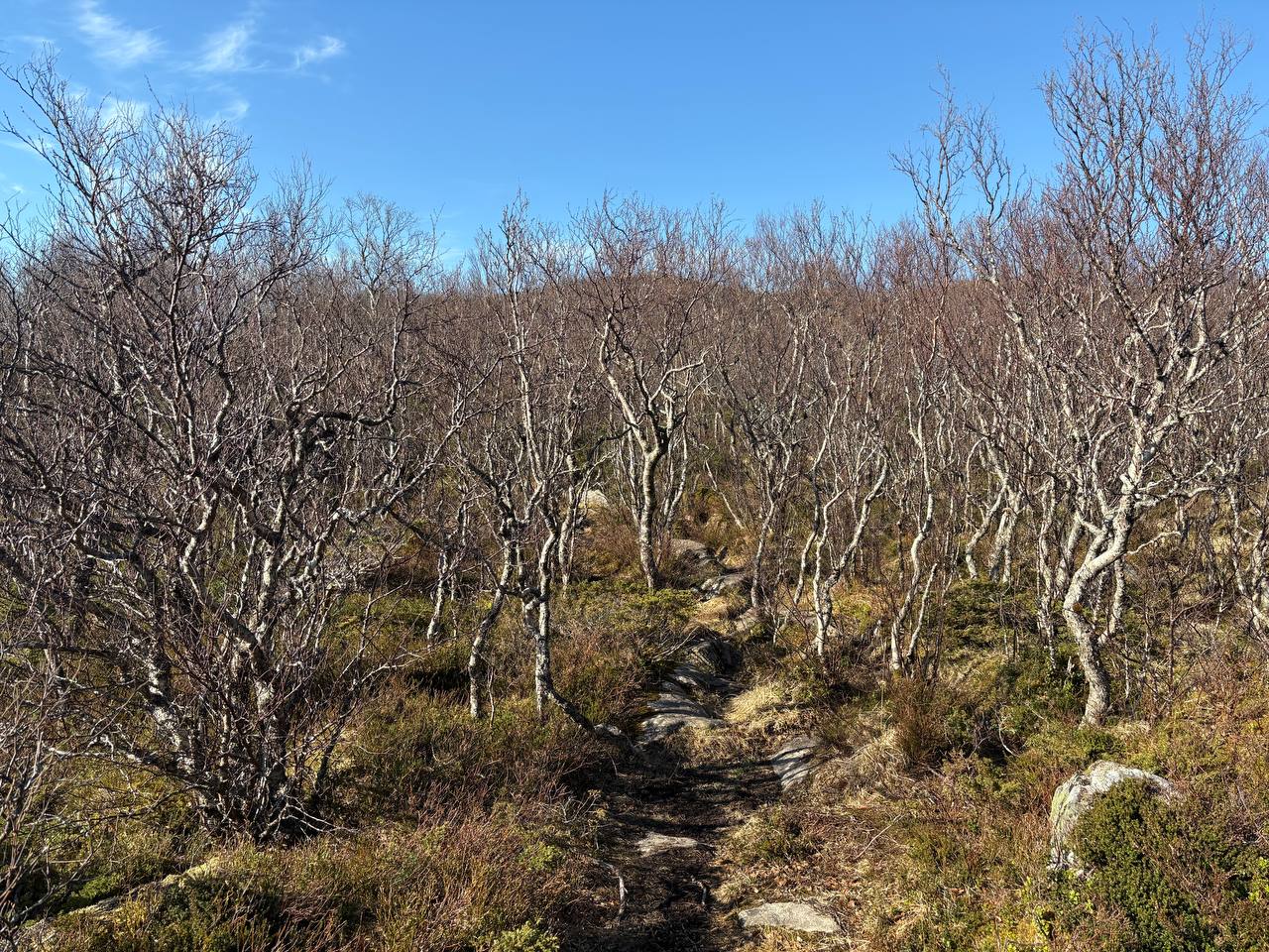 Stezka březovým lesem, bílé kmeny, mechový podrost, skalnatý terén