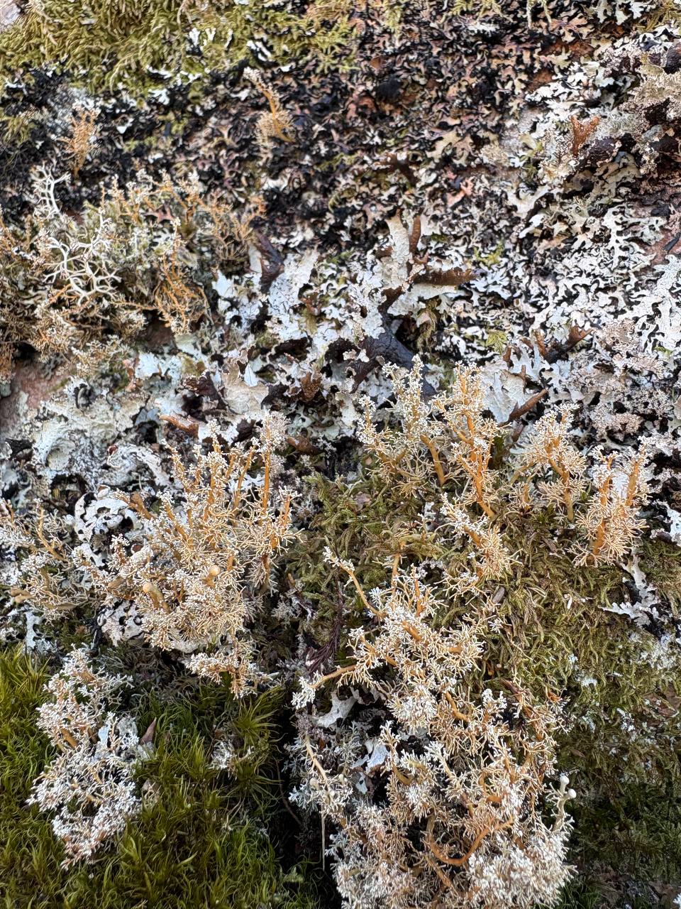 Makro fotografie bílých a zelených lišejníků na zvětralém kameni