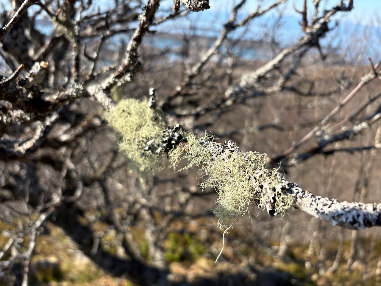 Světlé lišejníky visící z holých větví stromů