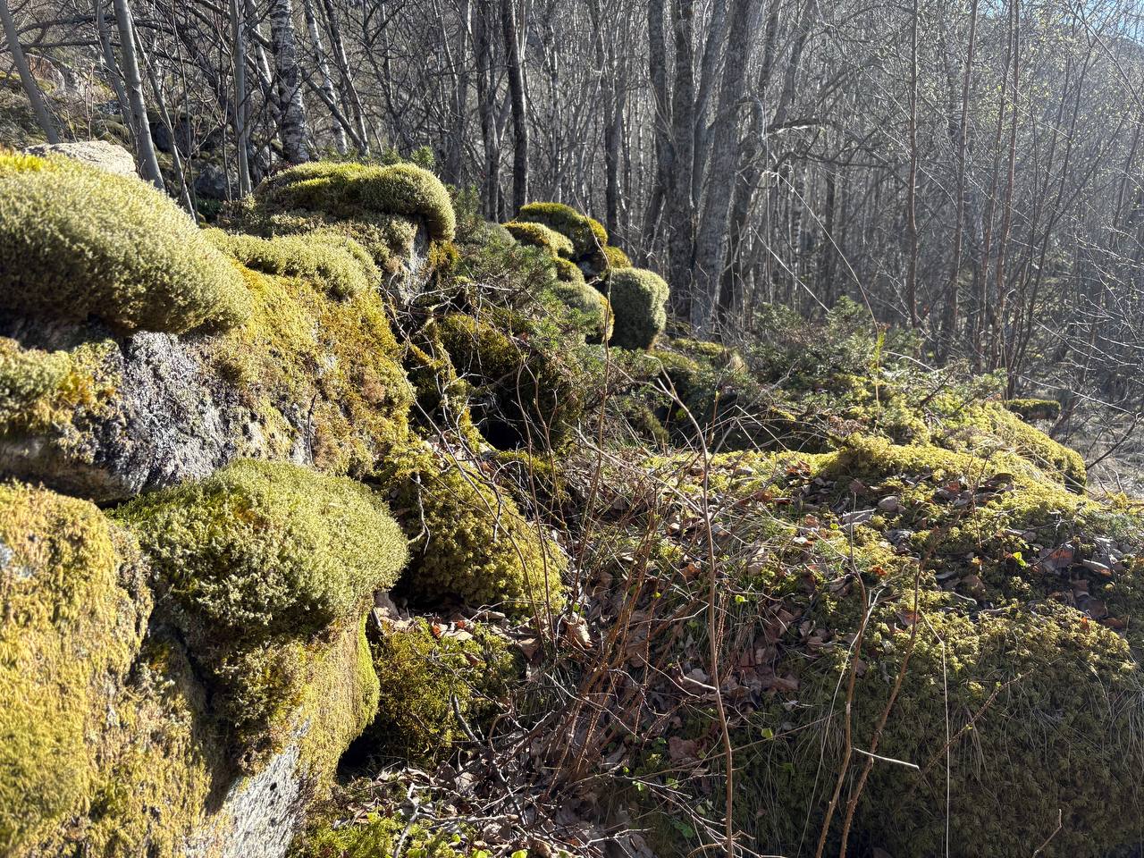 Zářivě zelený mech pokrývající skály, v pozadí holý jarní les