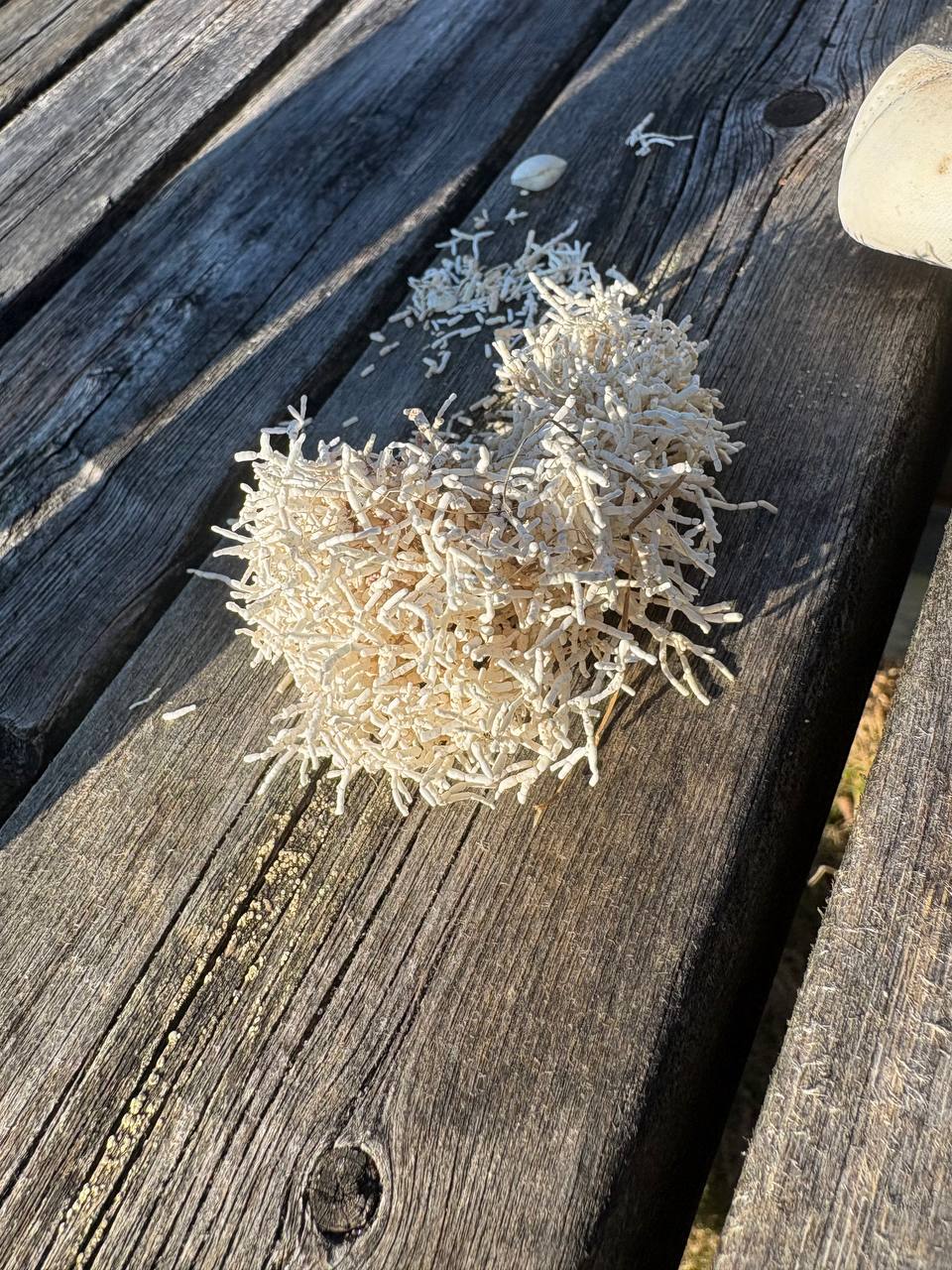 Sušená chaluha na zvětralých prknech mola