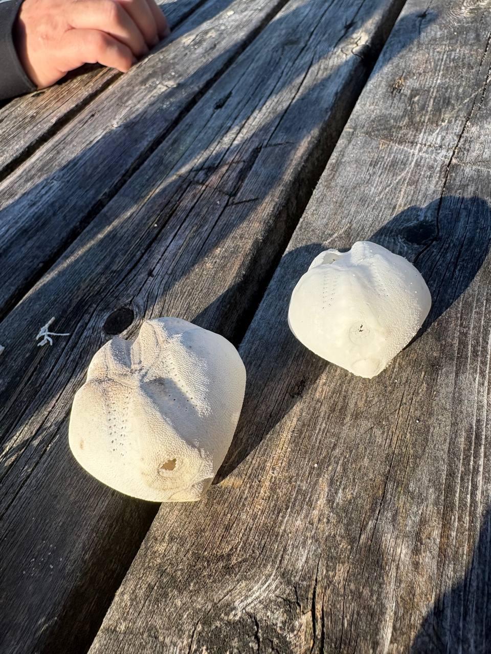 Dvě mořské hvězdice na prknech mola ve slunci