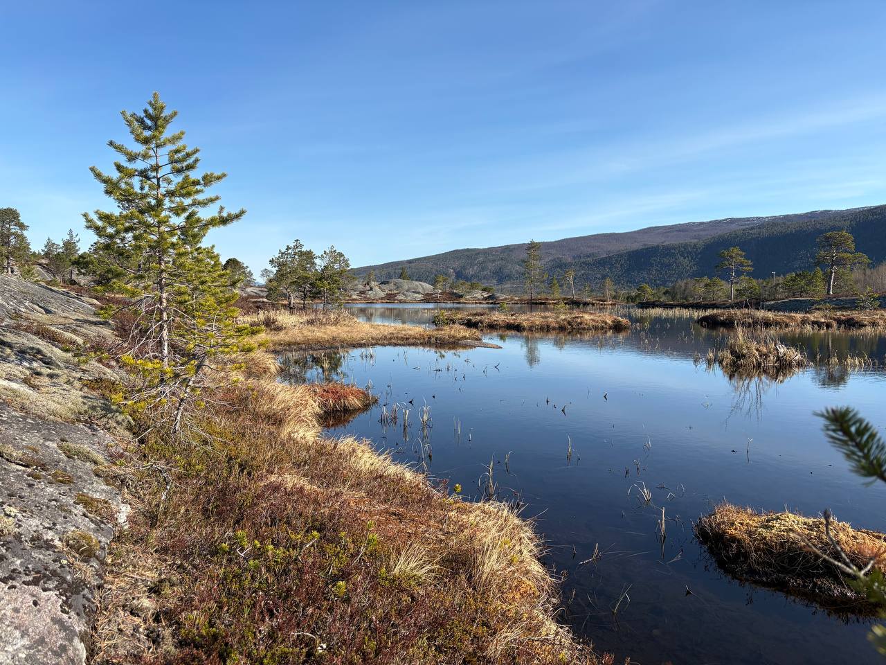 Klidné jezírko obklopené lesy a mrtvým dřevem pod modrým nebem